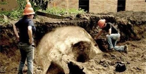 巨人|地球上曾出现过巨人族吗?农场主发现巨大遗骸,还有6根手指!