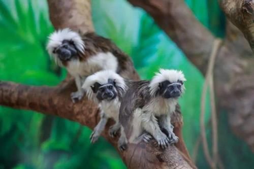 最潮流发型，你pick哪一个？