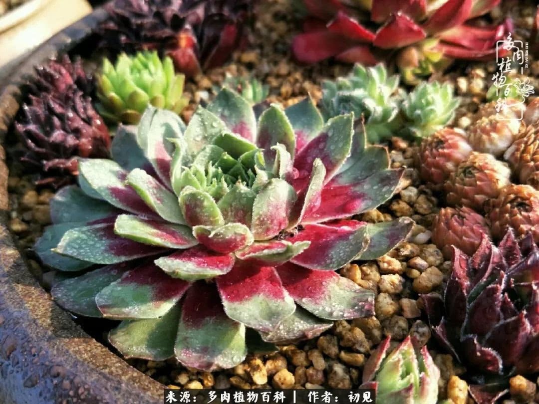 养多肉四周年,从初见到爱恋!幸福一直藏在浅薄的日子里!