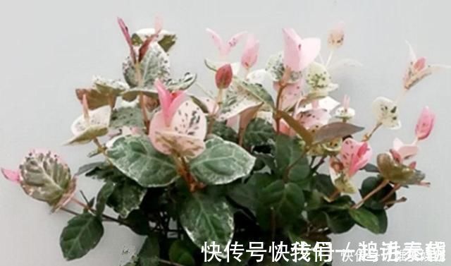 虫子|花盆里有虫子怎么办教你一招，让花盆内永远不生虫