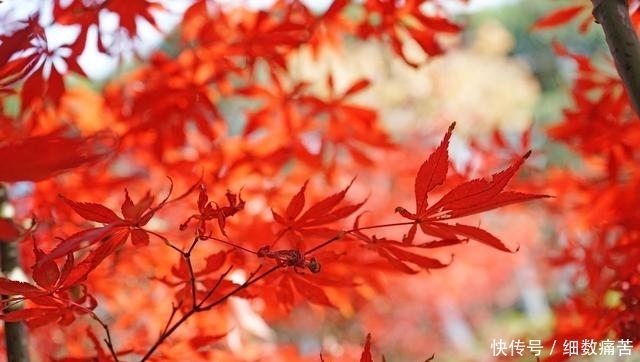 南京栖霞山的枫叶红了，你去看了吗