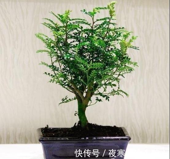 清香木|农历十一月大雪后,养什么花?家里养3种花,喜气盈门如意平安