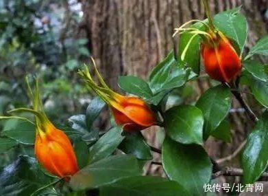 轻松|凉茶饮得法 轻松过一夏