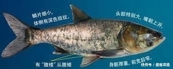 顿口|公开秘籍!“鲢鳙九阴真经”送给爱钓鲢鳙的你!