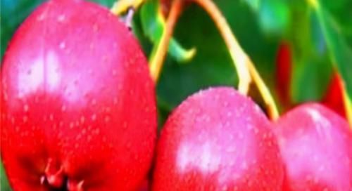 冬季男人养生最佳时，3种食物必吃，补气血，养肝，强肾壮腰！