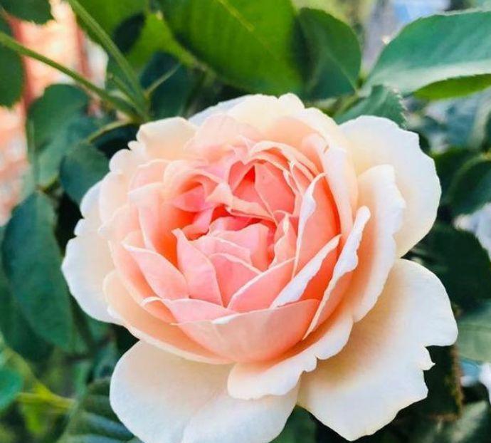 拦不住|5种花是爆盆能手,开起花来拦不住,漂亮极了