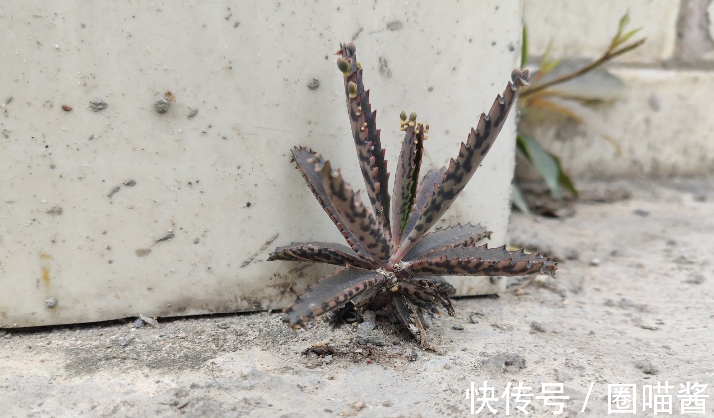 生命力很顽强的多肉，像野草一样，很多人都不愿意养，其实并不丑