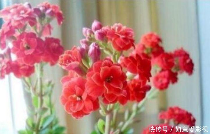 沙漠玫瑰花|清明前后，不能错过的4种招财花，不用管理也能长得旺，开花不断