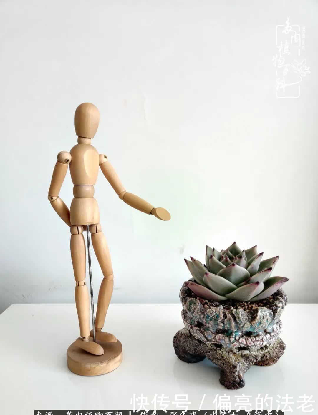 吸取教训,不断探索,英语老师的多肉碎碎念!