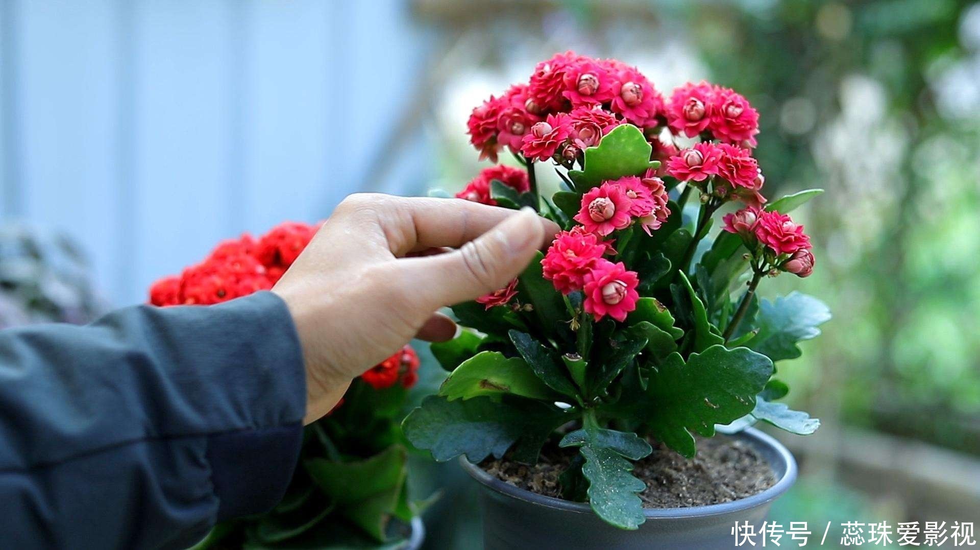 多菌灵溶液|美女养长寿花，狠心“撸光叶”，留下秃枝干，50天就成霸气老桩