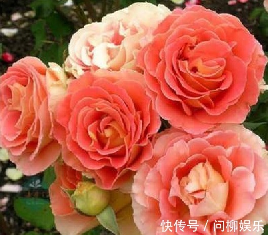 菊花|喜欢菊花,那就养“精品玫瑰”铜管乐队,似黄鹤衔珠,光彩夺目