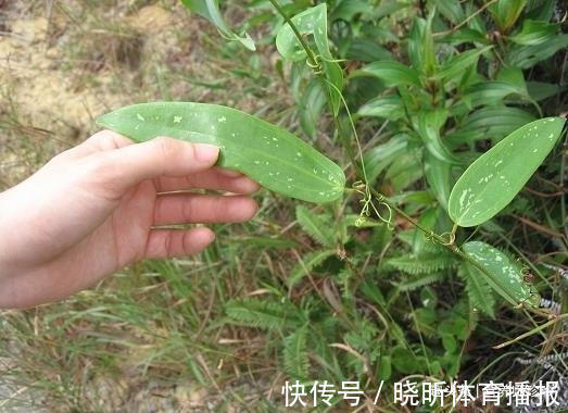 可遇不可求|2种植物，若你在山上遇见，别犹豫，赶紧采挖带回家，可遇不可求