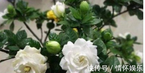 栀子花不会养喂个“药”,叶绿花又大,一开100朵!