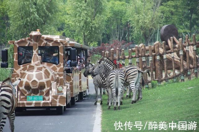 南通森林野生动物园|游览南通森林野生动物园，集观赏与科普教育于一体，适合全家出游