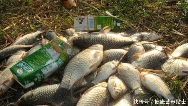 又一鲫鱼钓法强势来袭自从有了它,鲤鱼再大都没兴趣,不得不服