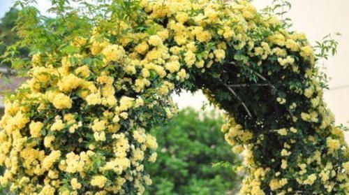 4种“女神花”，漂亮好养，开花量大，十里飘香，你养了吗