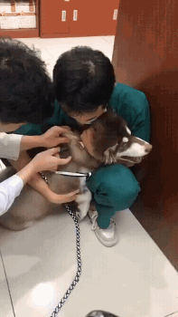 |搞笑GIF：世界上最可怕的荡秋千，给钱我都不去