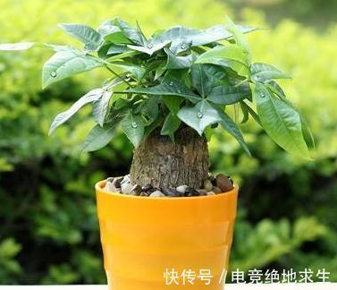 冬季室内养3种花，施肥要当心，学会此样做，越长越旺盛