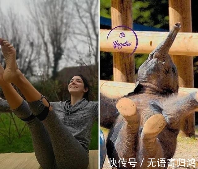 瑜伽|如果动物也“瑜伽”是什么样子?这只熊猫也太萌了