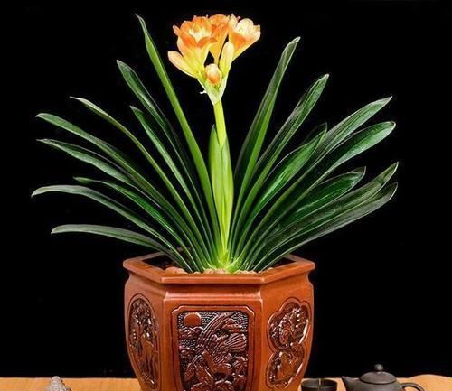 不会养君子兰?插根竹签子,立竿见影,养出高品质君子兰