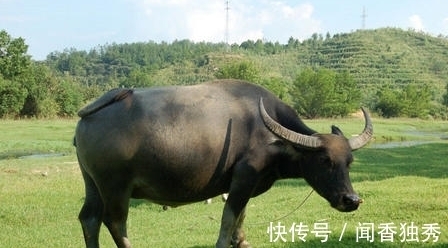 老牛&刘叉的两首五绝,语言凝练,寓意深远,果然是不凡才子