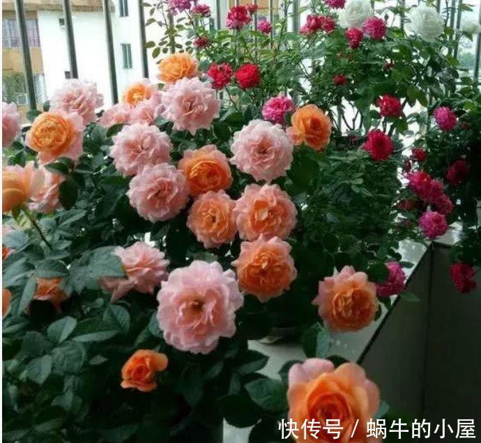 美爆阳台的“4种花”,好养易活,成就感满满,花美心情好!