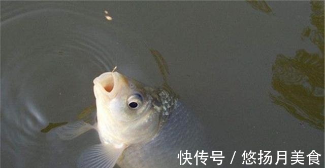 窝点|冬钓鲫鱼4字要诀，“吃”透了轻松钓爆护，你学不学！