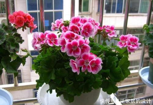 阳台再小,也要养4种花,比牡丹好看,比吊兰好养,家里养真适合