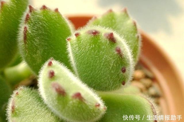 适合新手养的5种多肉,摆在阳台上,越长越美!