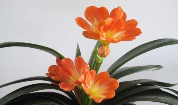 君子兰一年到头“只见叶”盆里加勺“它”,花儿立刻爆出盆