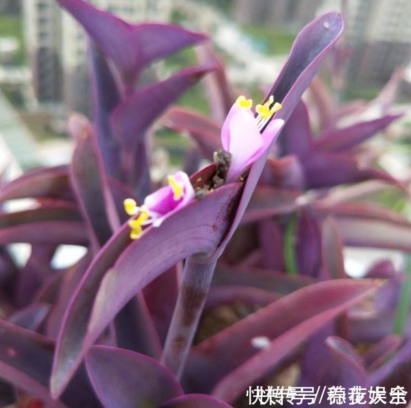 阳台上|紫竹梅紫得高贵,忽略一件事,叶子变成“丑陋绿”,太难看