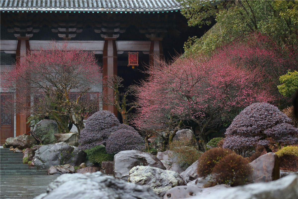 梅花|5A级景区——开化根宫佛国文化旅游区的千年梅花开啦！等你来寻芳~