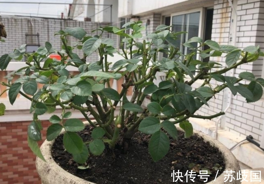 开春给月季做4件事,新芽长得粗壮,还能多开花