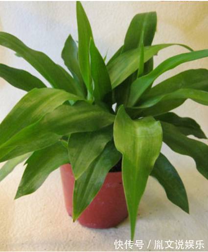 如果连这几种花卉都养不活,那么我劝你,不要再养别的花了!