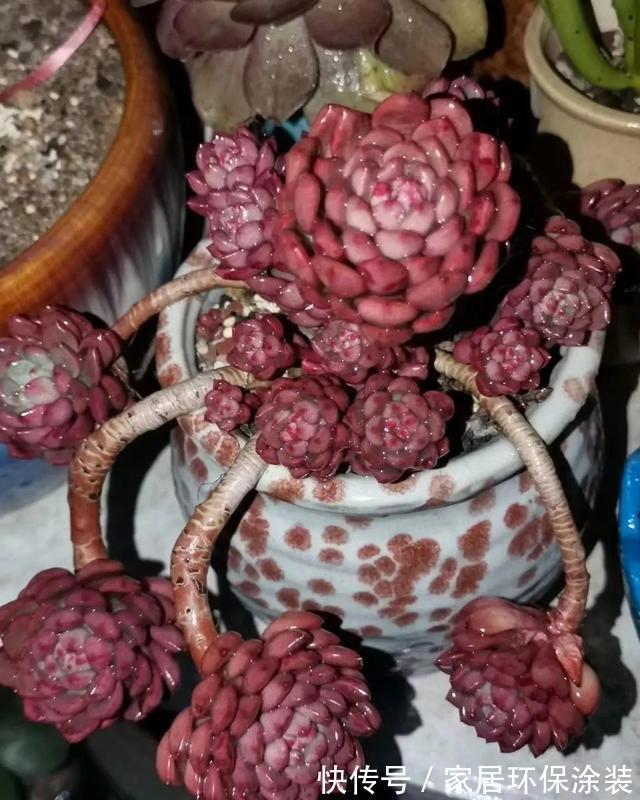 花友|养多肉3年顺风顺水，多亏选了6种大普货，现在全是大老桩