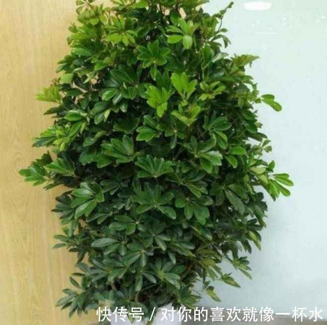 4种花很好养,耐热耐晒更耐旱,夜里释放氧气,空气清新,助睡眠