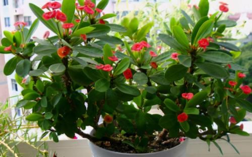 春天捡点野菜马齿觅，晒晒制成花肥吧，养花效果一级棒！