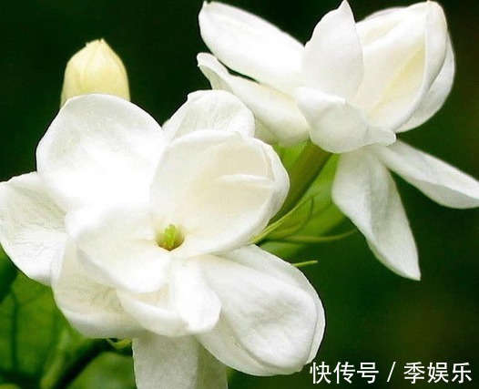 养这些花卉真幸福,夏天开花成花海,花香十足,飘散四溢