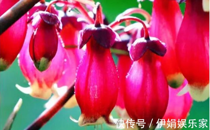 3种“富贵花”，添福添贵添好运，家里养一盆，招财又纳福！