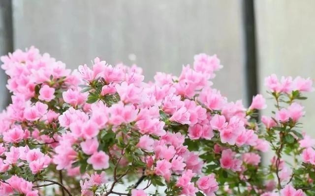 15种耐阴花，室内光照不足，照样花开不断！