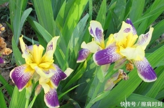 鸢尾花|家里养上4种花,人养花,花也养人,漂亮大气,花色漂亮