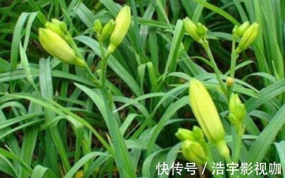 代森锰锌|黄花菜防治失眠、清热解毒,农民如何收获高产的黄花菜,只需四点