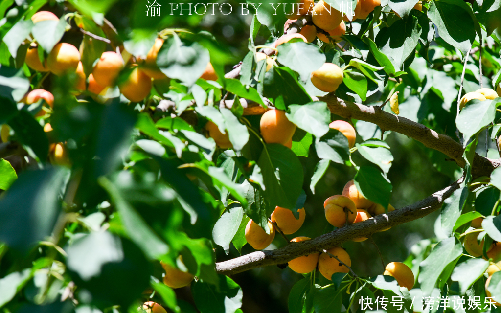 宁夏|宁夏这个景区一半是沙漠一半是黄河，中间还藏着一片世外桃源