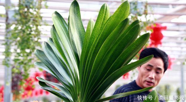 新叶|君子兰有“6怕”，难怪总是养不好，新手规避