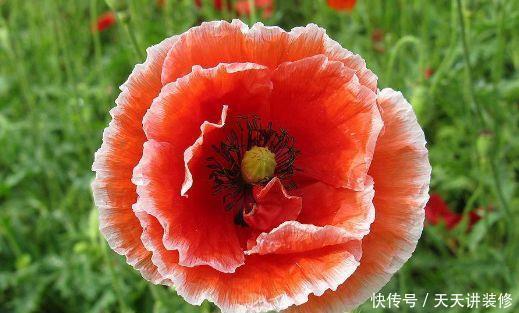 此4款花卉，开花又美又香，花量超多，好看又好养