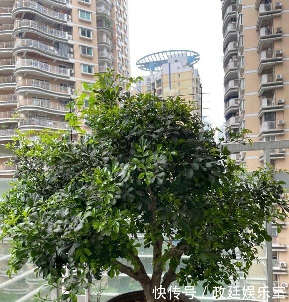 米兰花怎么养？腐殖土配松针，多晒太阳，放在客厅就能开花