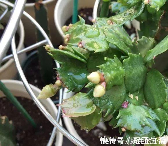 花苞|养花技巧：蟹爪兰一片叶子，蹿出10个花苞，给它喂啥好东西了