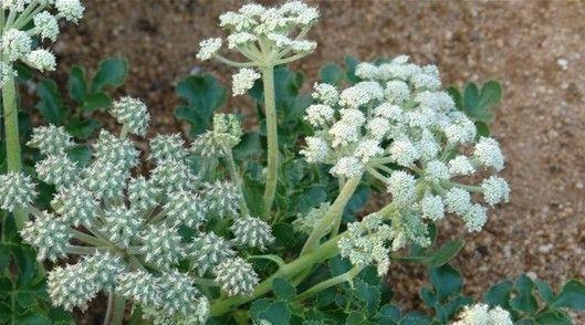 珊瑚菜|沙土上这种野草，其根珍贵价值大，与人参齐名，被称为北沙参