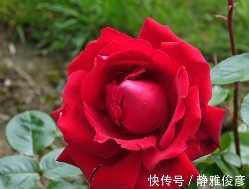 3种花界中的仙女花，开花美丽，花期超长，值得拥有