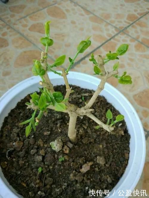 新芽|冬天3种花要饿着养,水肥多了反而烂根,别帮了倒忙!